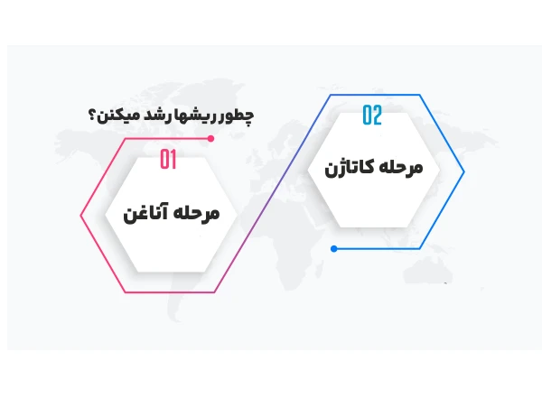 چطور ریشمان را پرپشت کنیم؟